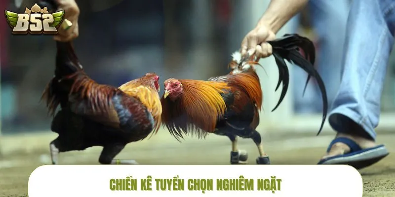 da-ga-thomo-truc-tiep-chien-ke