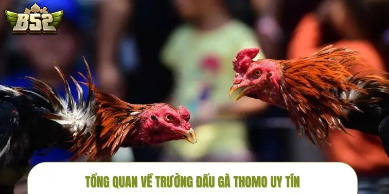 da-ga-thomo-truc-tiep-tong-quan